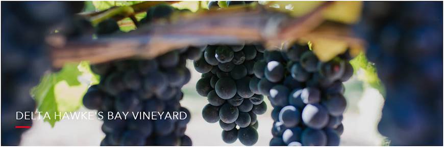 Delta Hawke's Bay Vineyard