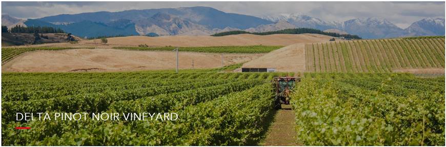 Pinot Noir Vineyard