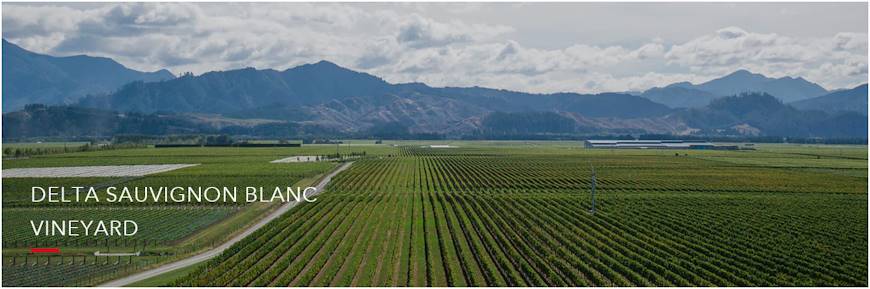 Delta Sauvignon Blanc Vineyard