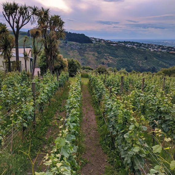 Tussock Hill Home Vineyard
