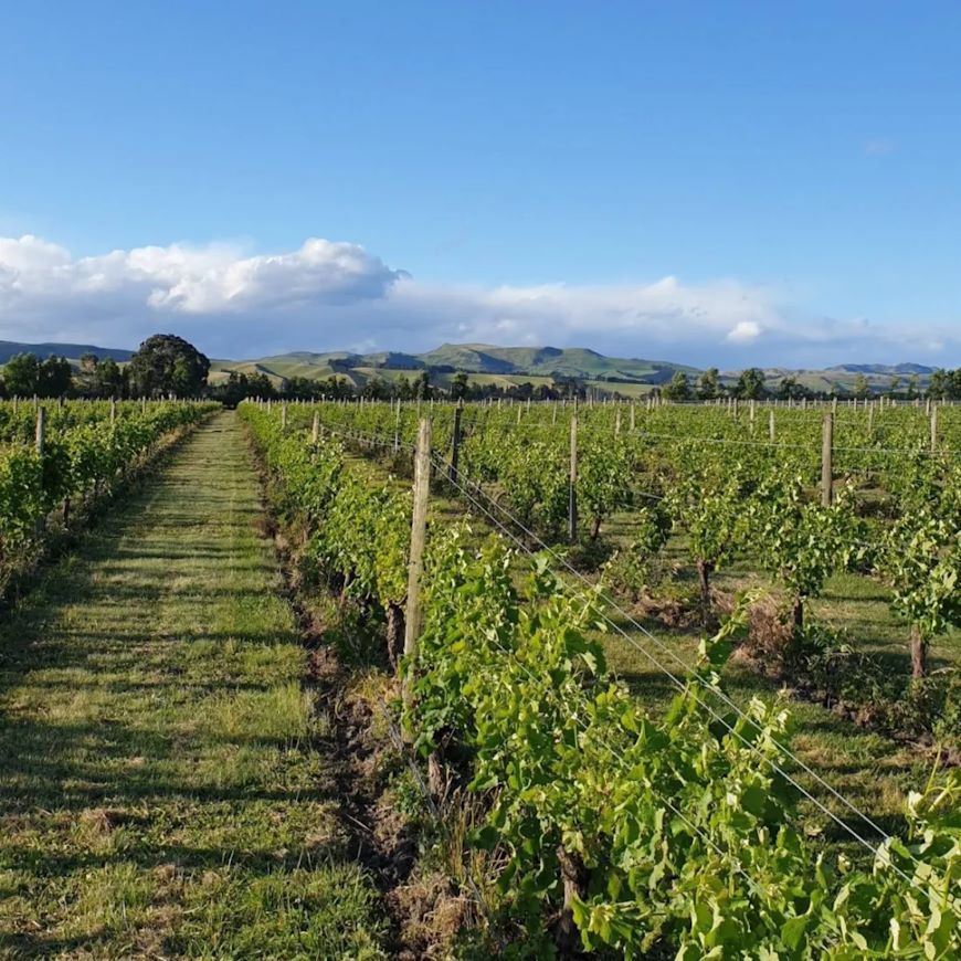 Tussock Hill Waipara Vineyard