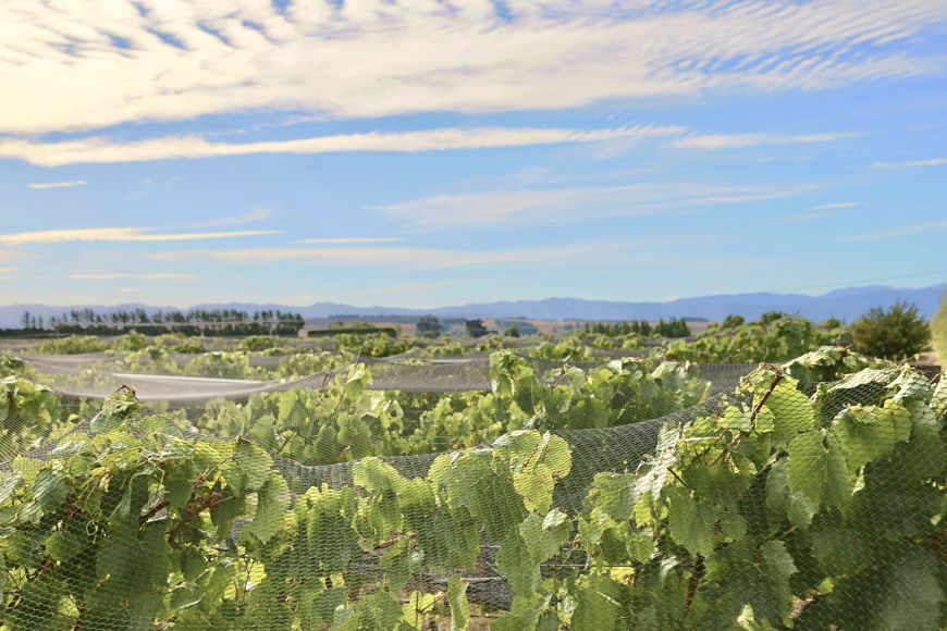 Wairarapa vintage nets 