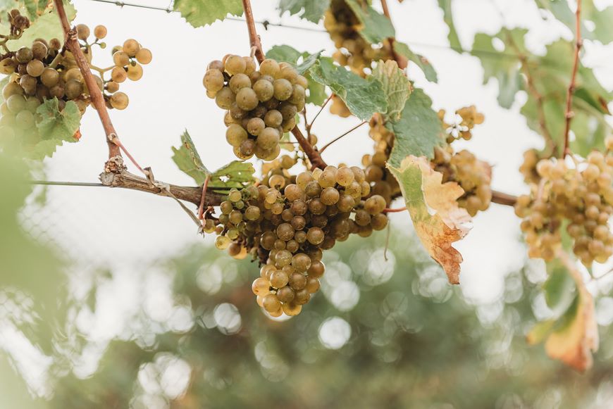 Wairarapa vintage white grapes