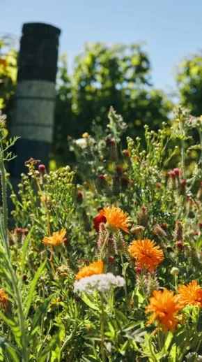 Sustainable planting