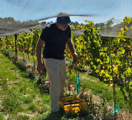 Homefields Picking 2