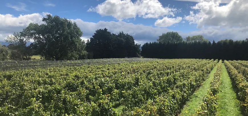 Home Fields Vineyard