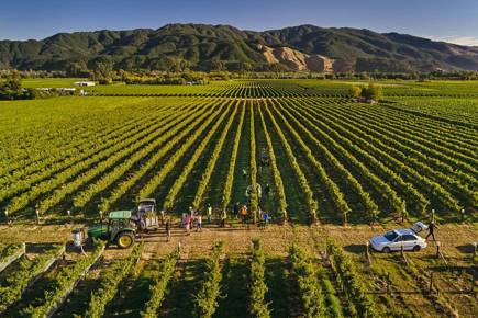 Harvest in the Vineyard