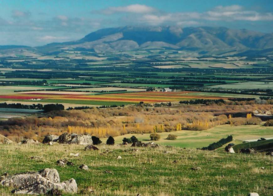North Canterbury Vineyards