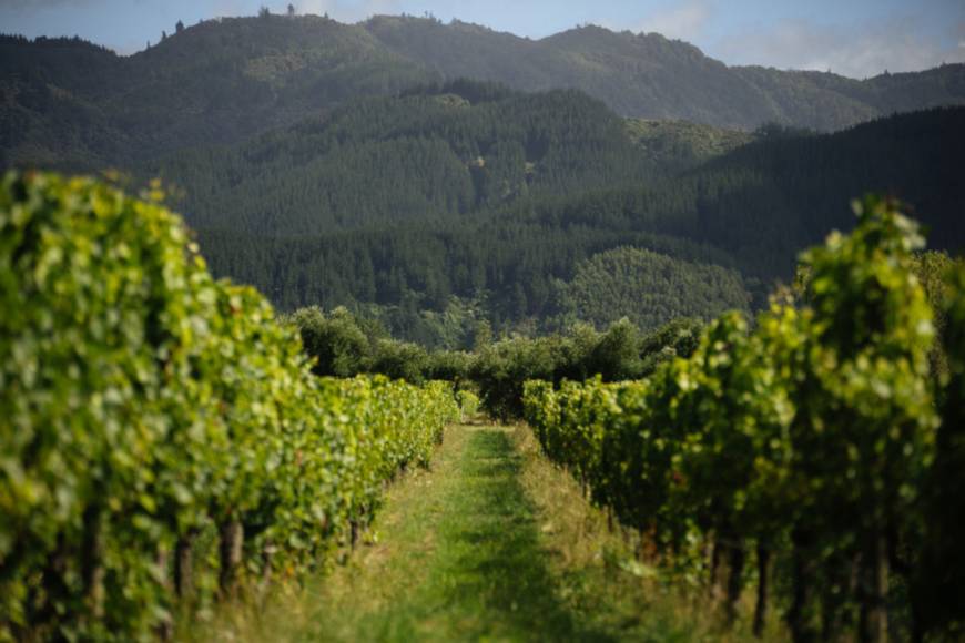 Huia Vineyard Two