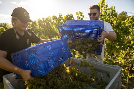 Harvesting Chardonnay two