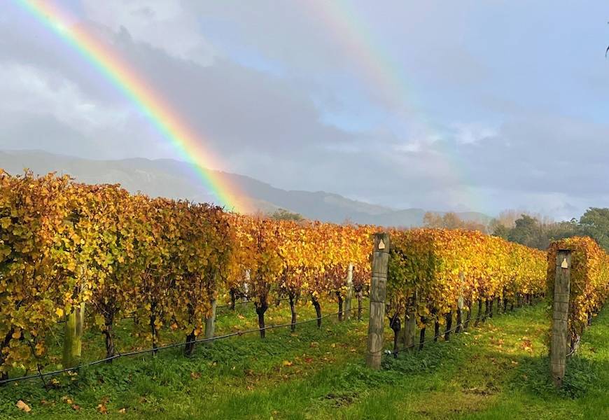 Rainbow over the Vineyard