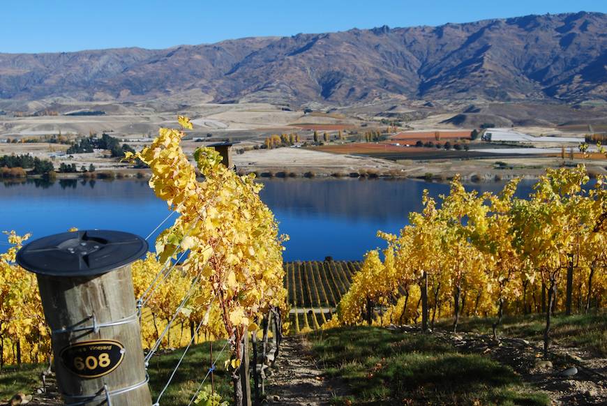 Spectacular Vineyard