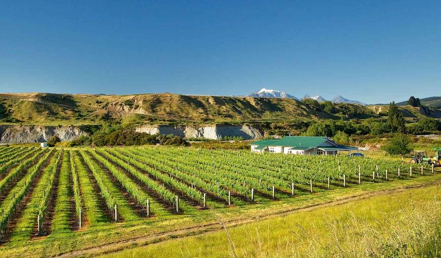 Clark Estate Vineyard