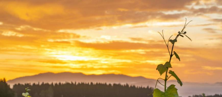 Ataahua Wines Sunset