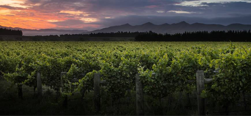 Ataahua Wines Vineyard One 