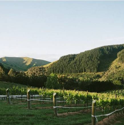 Ripple Effect Vineyard