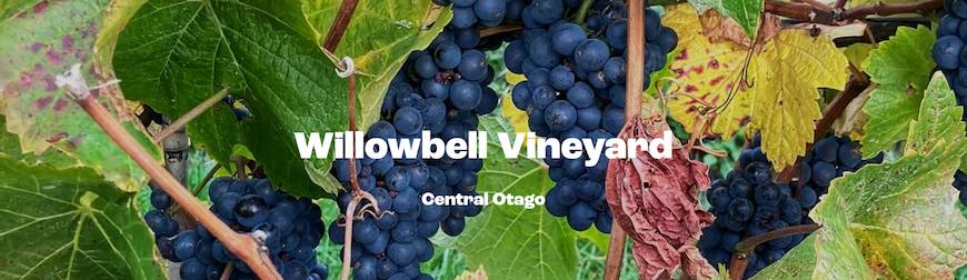 Nockie's Palette Willobell