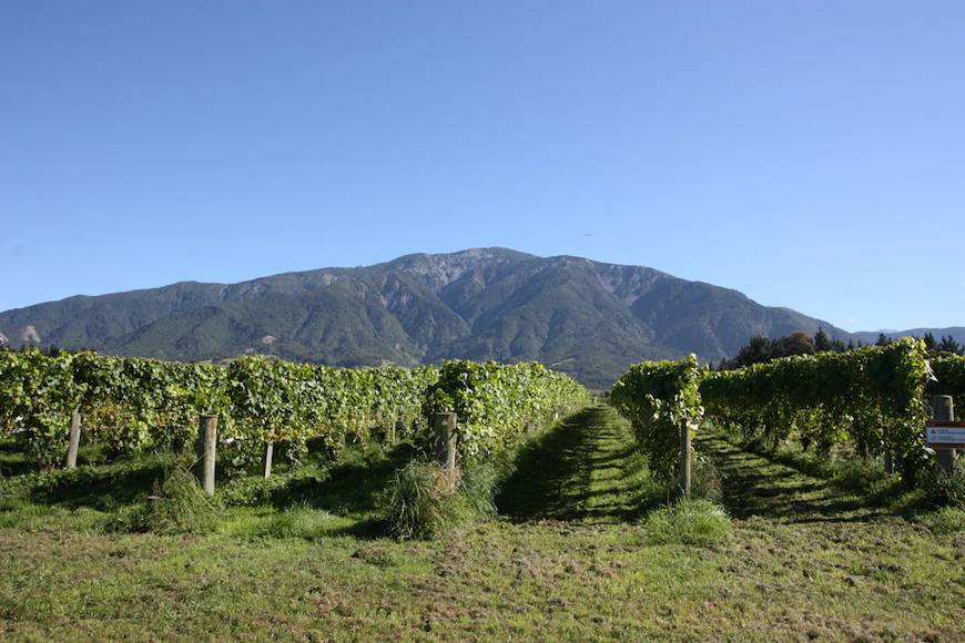 Esses Wine Company VIneyard