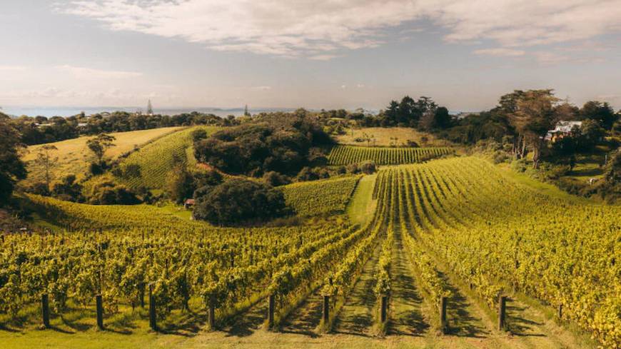 Waiheke Island Vineyards