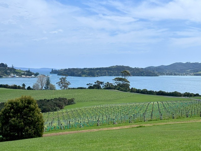 Dancing Petrel Vineyard 1