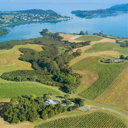 Dancing Petrel Vineyard 2