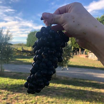 Equilibrium Makers Grapes