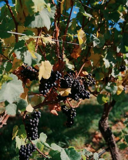 Equilibrium Makers Vines