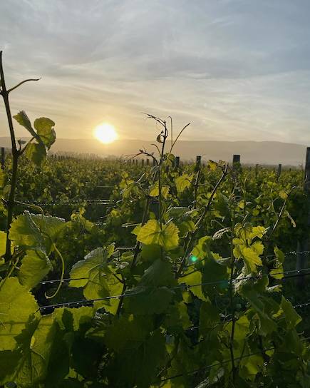 Equilibrium Makers Vineyard