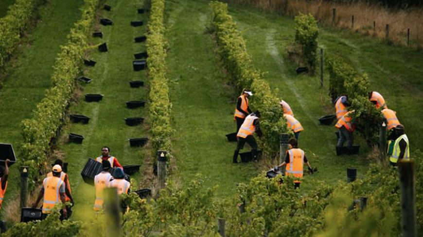 New Zealand Wine Welcomes Early Harvest